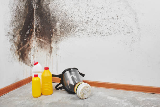 Best Crawl Space Mold Removal  in Fort Sumner, NM