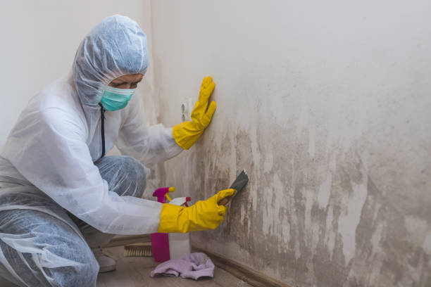 Best Mold Testing and Removal  in Fort Sumner, NM