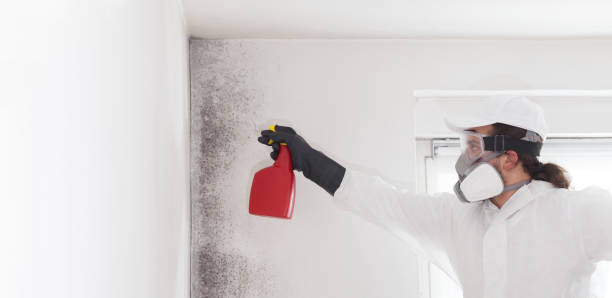 Best Same-Day Mold Removal  in Fort Sumner, NM