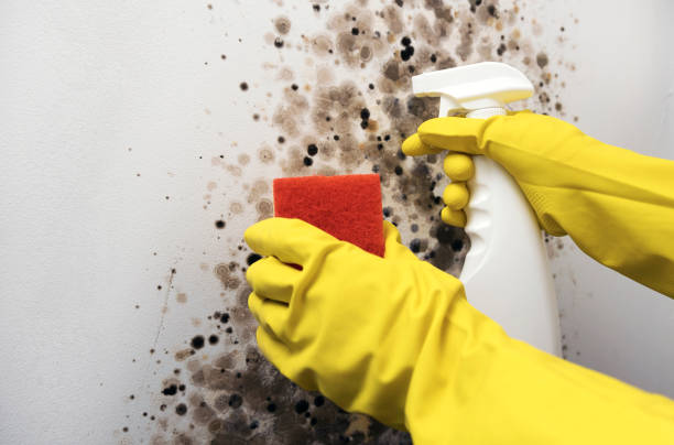Best Toxic Mold Removal  in Fort Sumner, NM