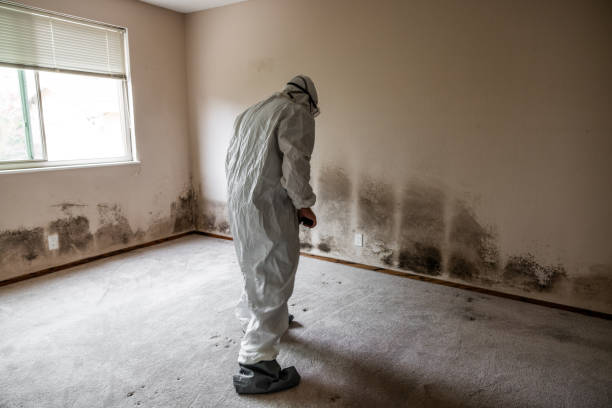Best Black Mold Removal  in Fort Sumner, NM