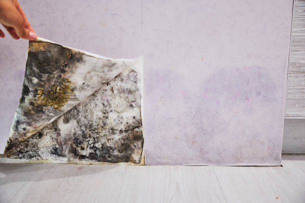 Best Home Mold Removal  in Fort Sumner, NM